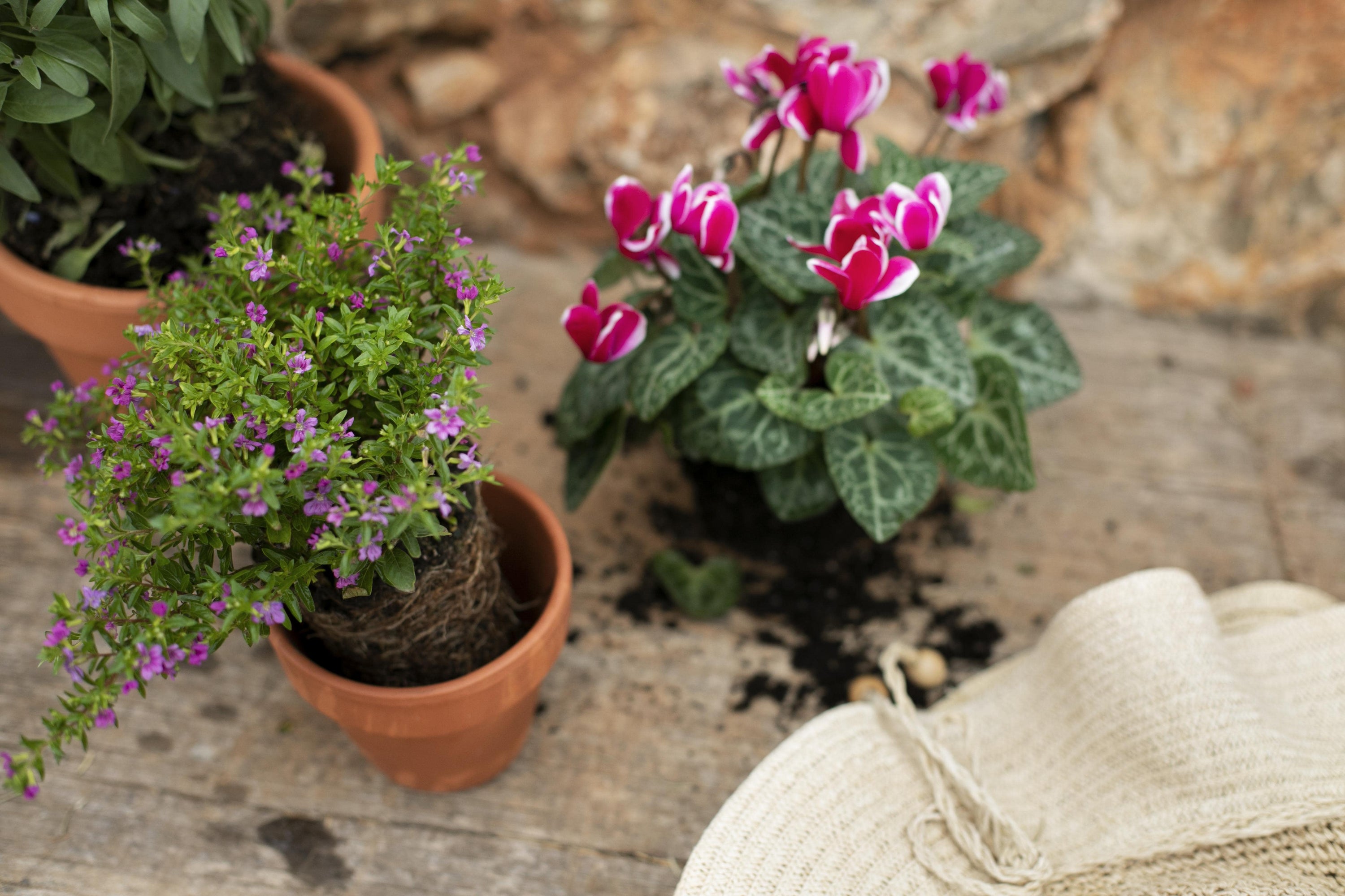 🌸 Alles wat je moet weten over perkplanten