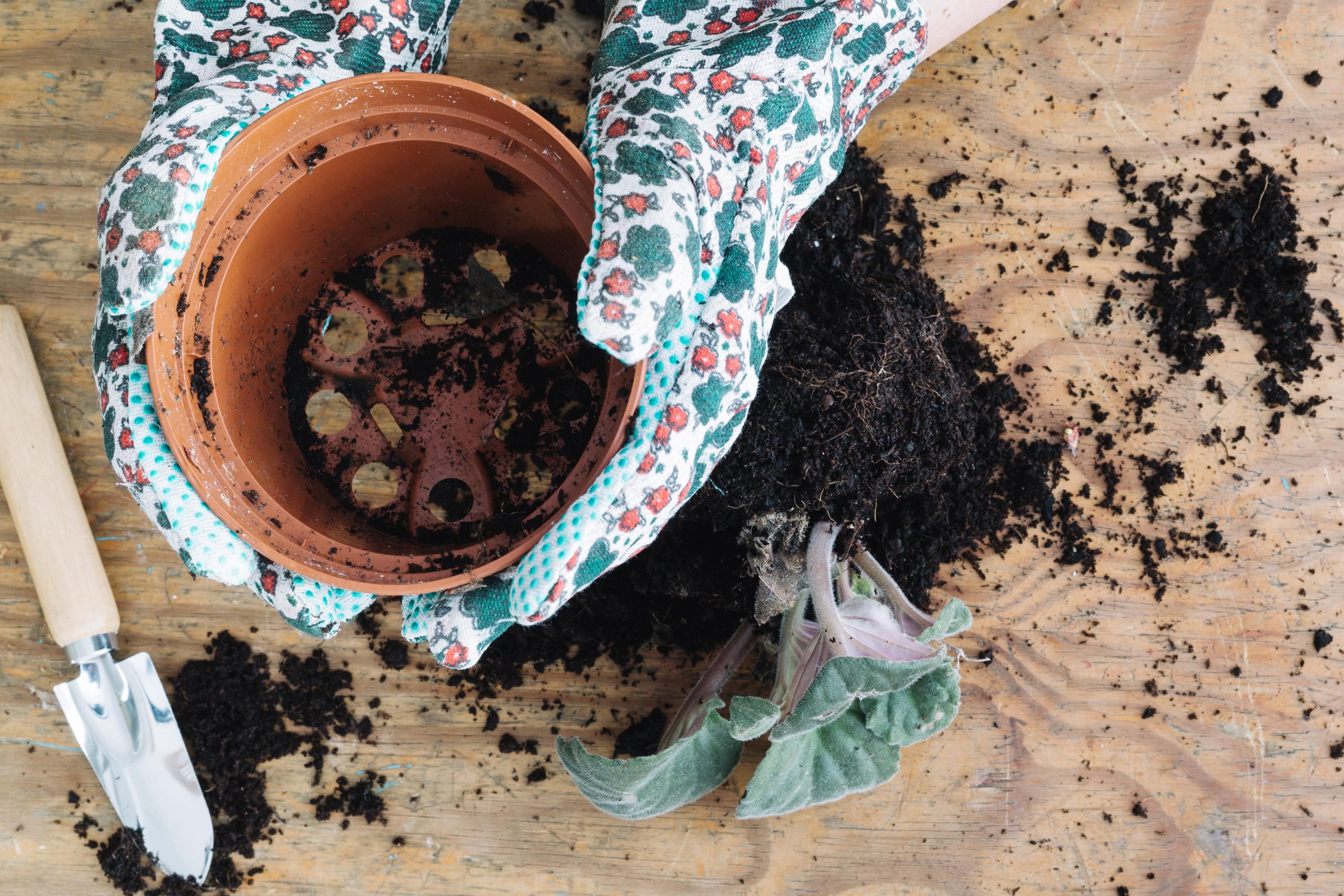 🌿 Waarom potgrond, pot en plek net zo belangrijk zijn als de plant zelf