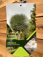 Prunus etiket