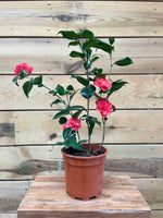 Camellia voorkant