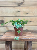 Hedera - ↕ 20 cm - Groen-online