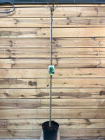 Liquidambar styraciflua (Amberboom) stam