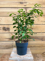Ficus Benjamina voorkant