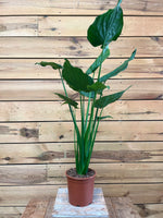 Alocasia voorkant