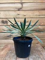 Yucca filament voorkant