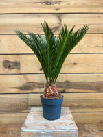 Cycas Revoluta voorkant