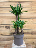 Yucca Elephantipes voorkant