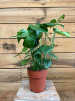 Monstera Deliciosa voorkant