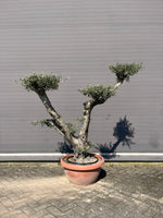 Olijfboom pon pon voorkant