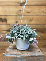 Kalanchoe pumila voorkant