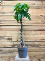 Pachira aquatica voorkant