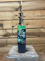 Hydrangea 'Peitolaris' voorkant