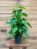 Scindapsus Aureum voorkant