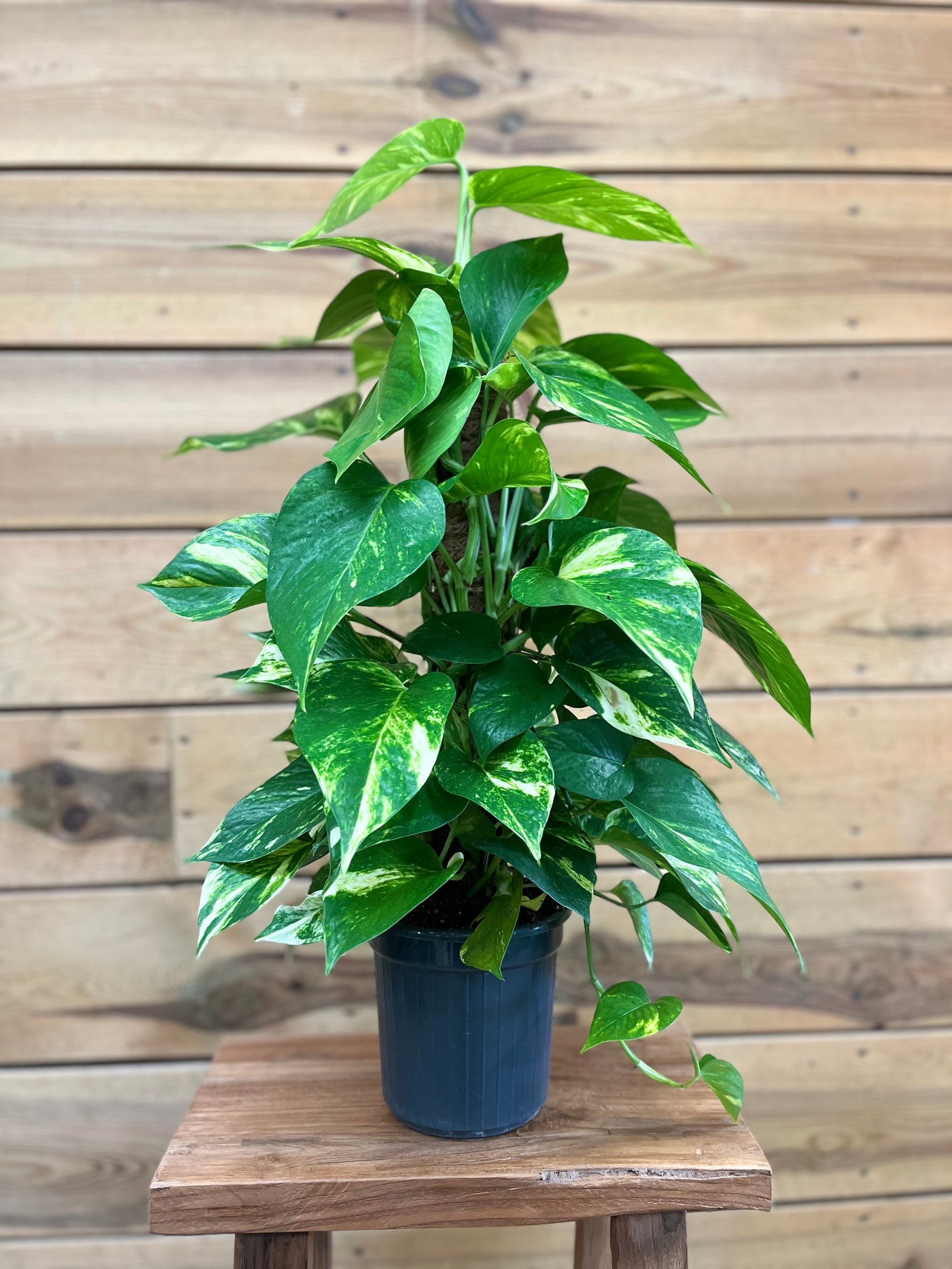 Scindapsus Aureum voorkant
