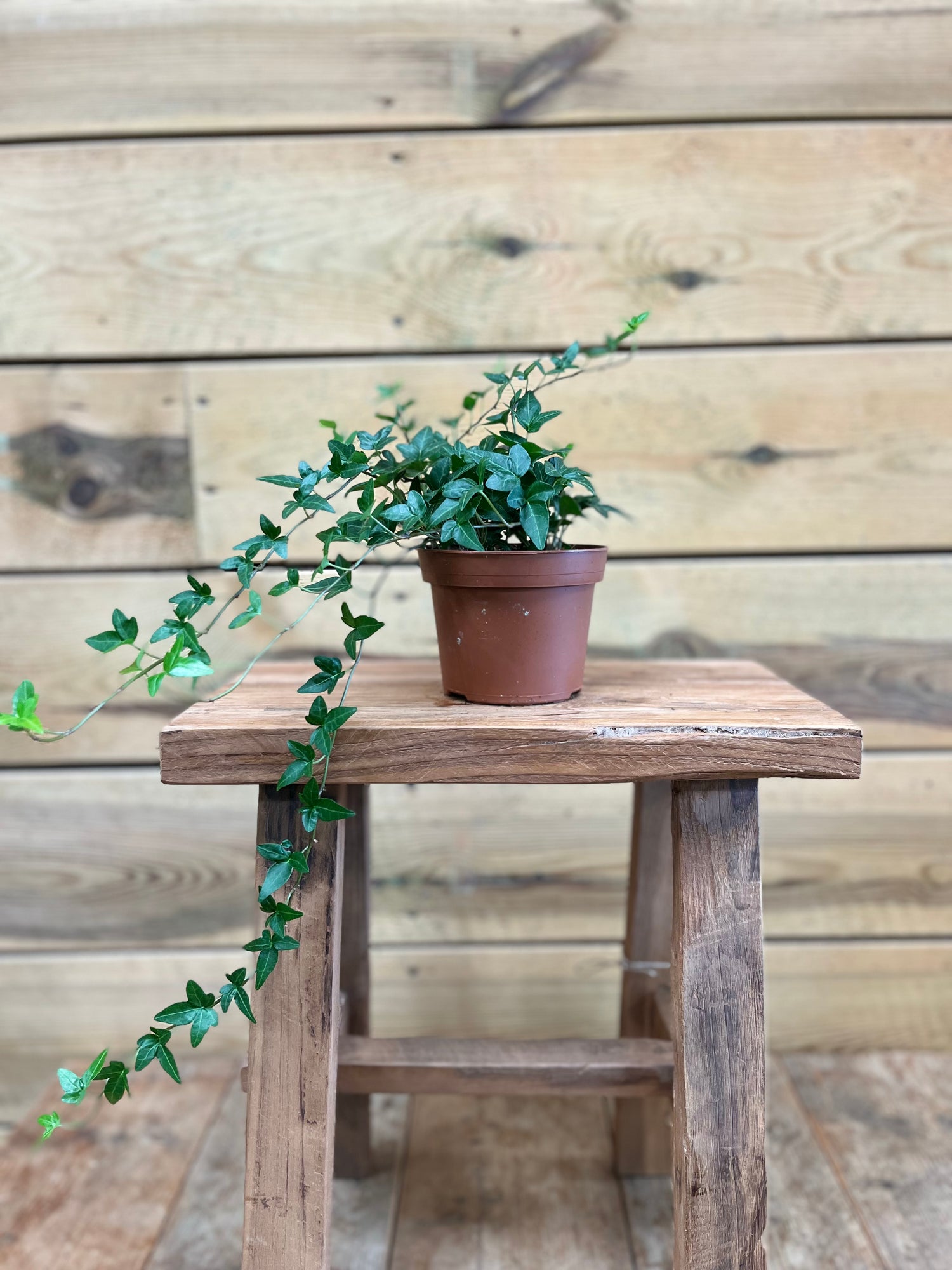 Hedera voorkant