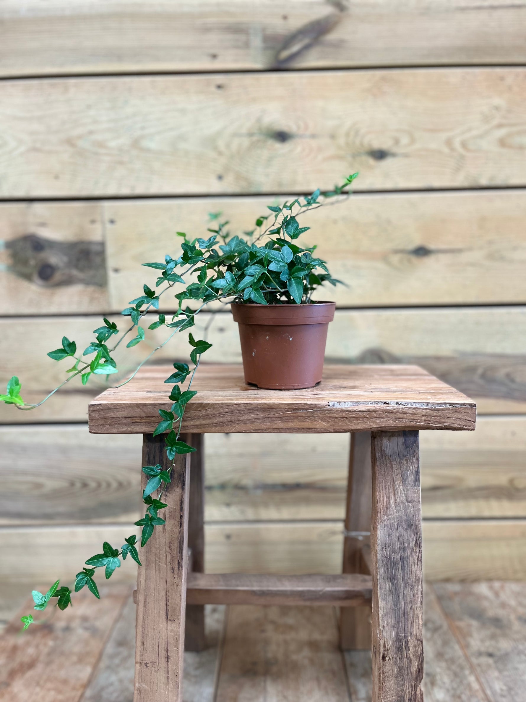 Hedera voorkant