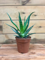 Aloë Vera klein voorkant