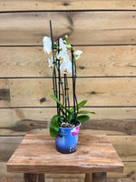 Orchidee Phalaenopsis - 4 tak voorkant