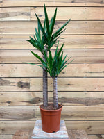 Yucca voorkant
