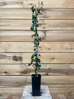 Hedera helix (Klimop) - ↕ 110 cm - Groen-online