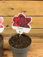 De pioenroos rood etiket