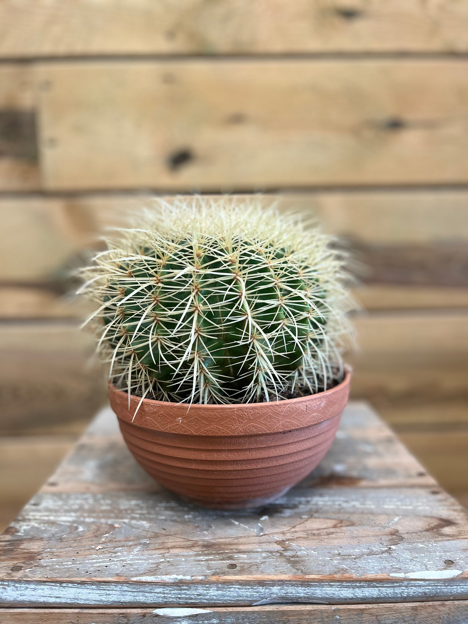 Cactaceae voorkant