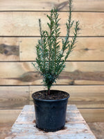 Taxus (Engelse taxus) - ↕ 60 cm - Groen-online