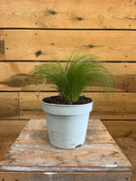 Stipa tenuifolia 'Ponytails' voorkant