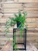 Hangasperge voorkant