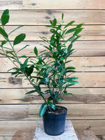 Prunus laurocerasus voorkant