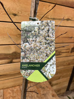 Amelanchier (Sneeuwbes) etiket