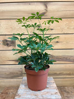 Schefflera voorkant