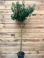 De Portugese laurier op stam voorkant