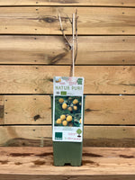 Framboos 'Golden Everest' voorkant