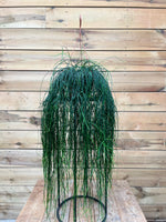Rhipsalis voorkant