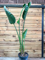 Strelitzia Nicolai voorkant