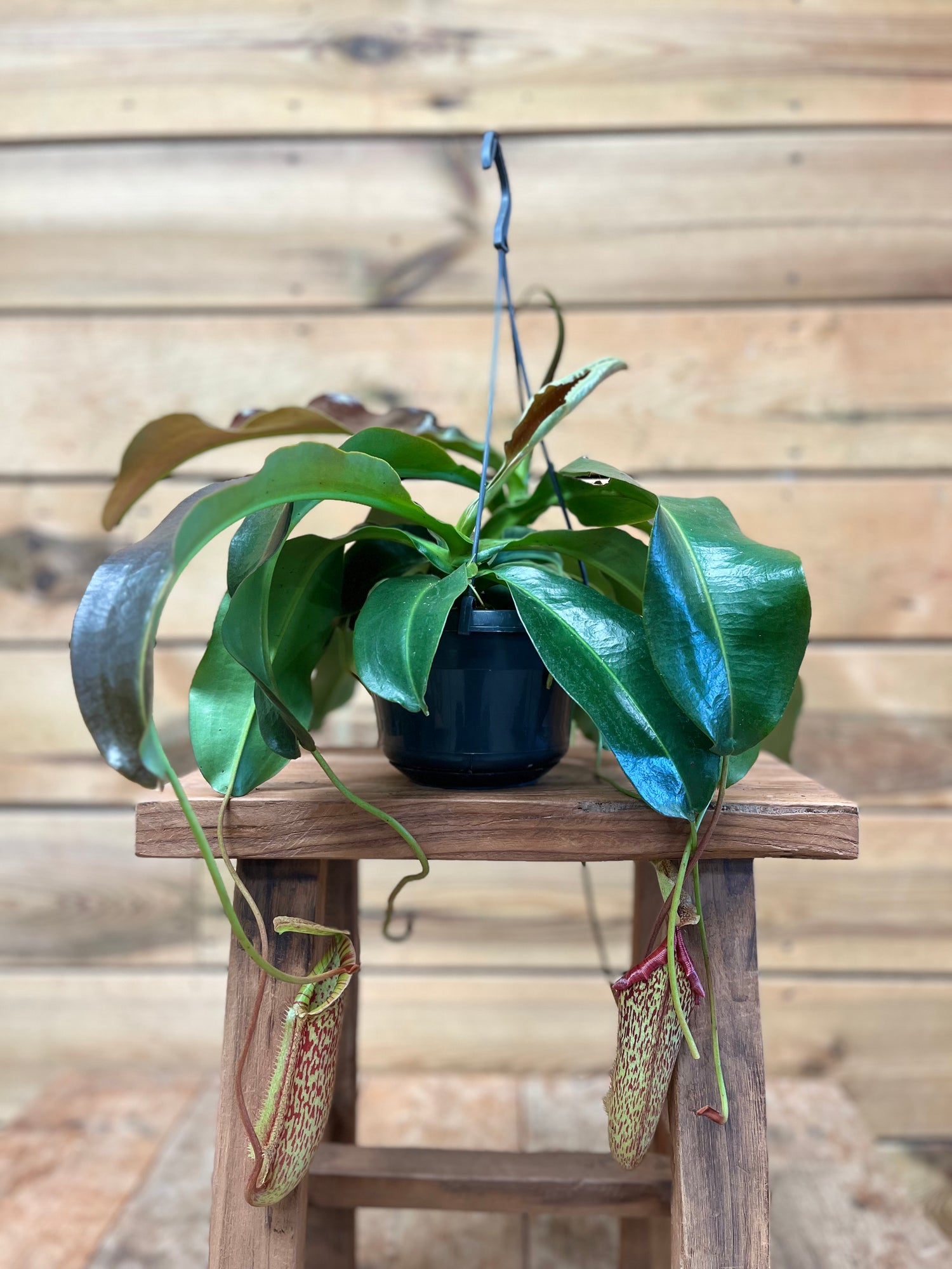 Nepenthes voorkant