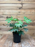 fatsia japonica voorkant