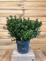 Ilex meserveae voorkant