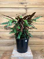 Calletheja - ↕ 68cm - Groen-online