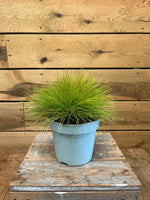 Festuca glauca 'AmiGold' voorkant