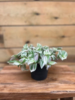 Tradescantia voorkant