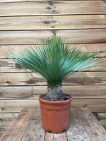 Yucca rostrata voorkant