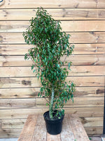 Portugese laurier voorkant