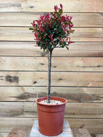 Photinia op stam voorkant