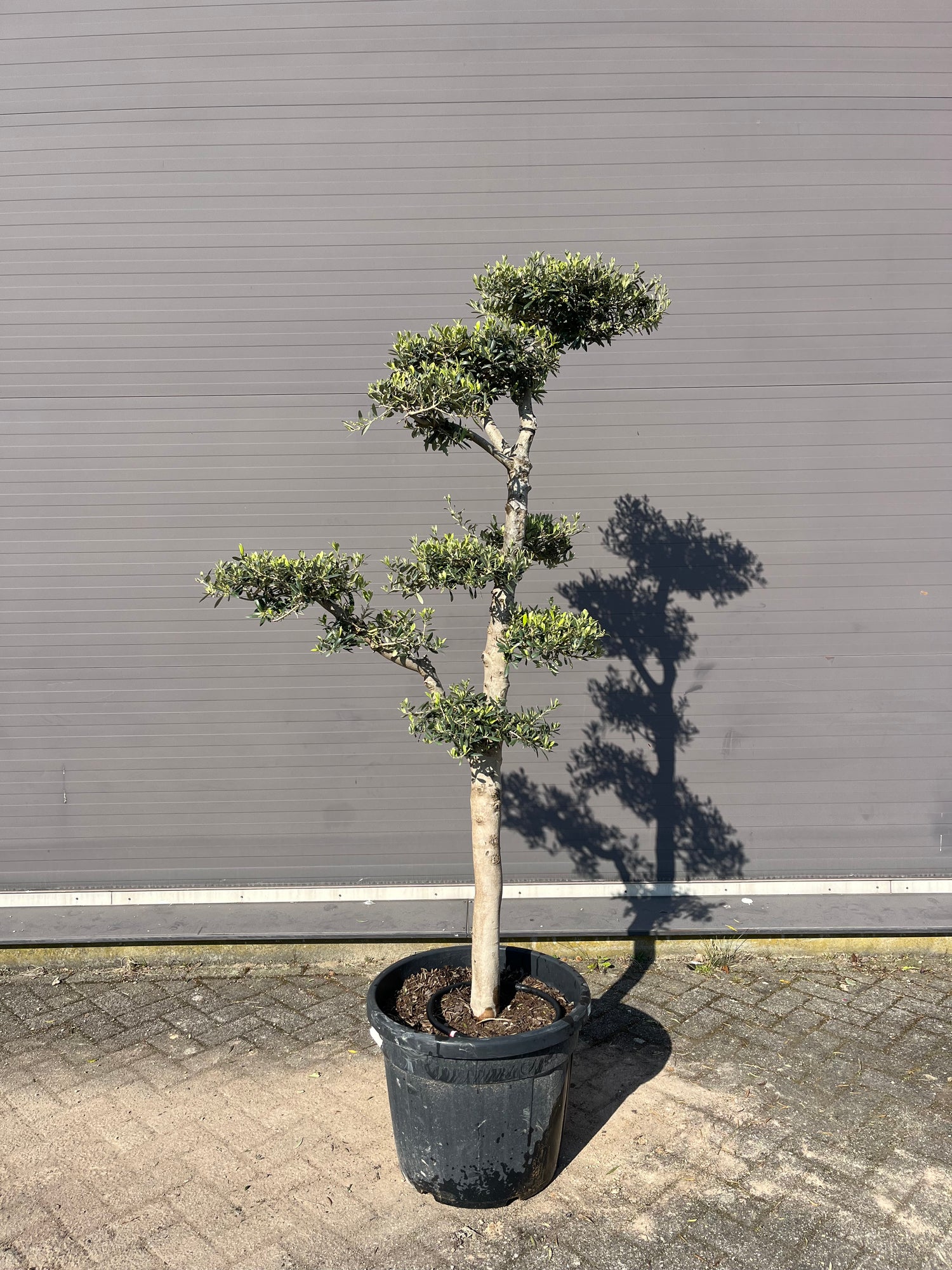 Olijfboom pon pon (Olea europaea) voorkant