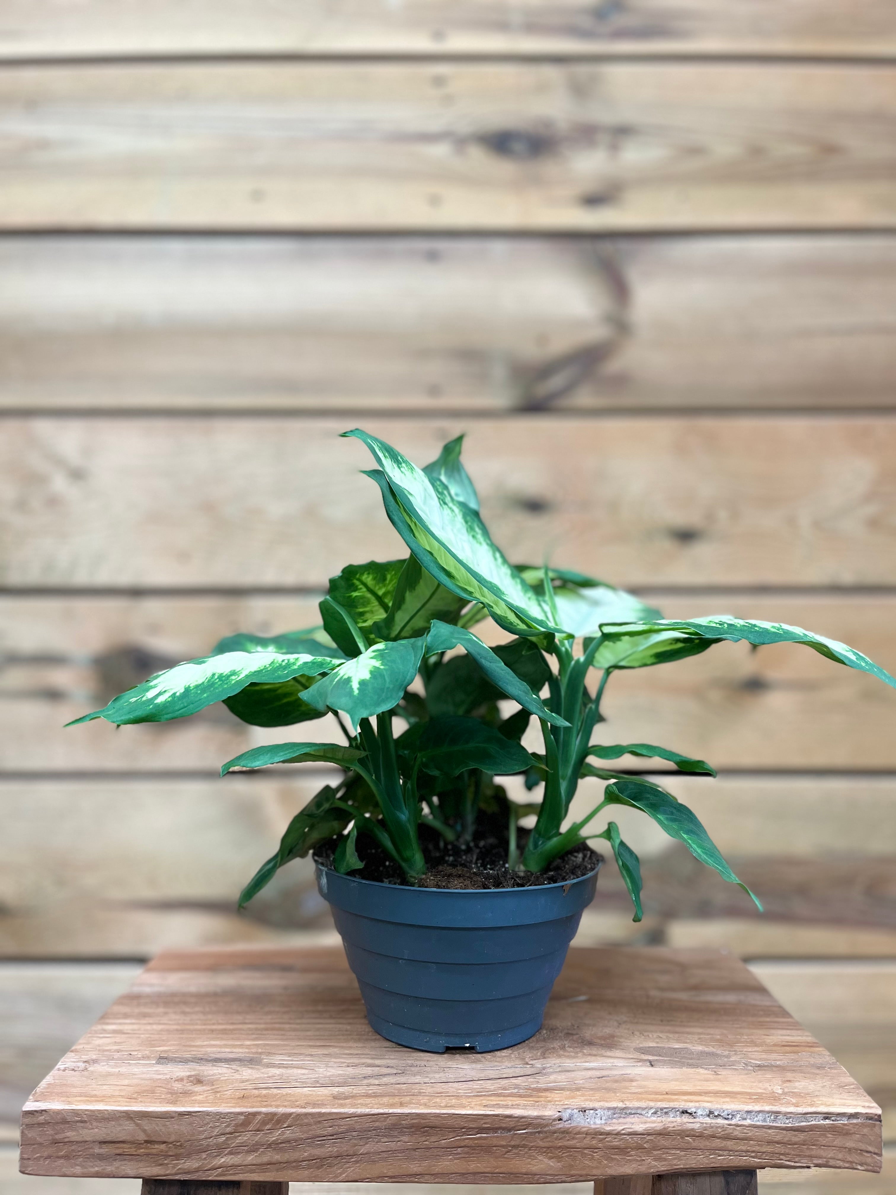 dieffenbachia luchtzuiverend Dieffenbachia Kopen
