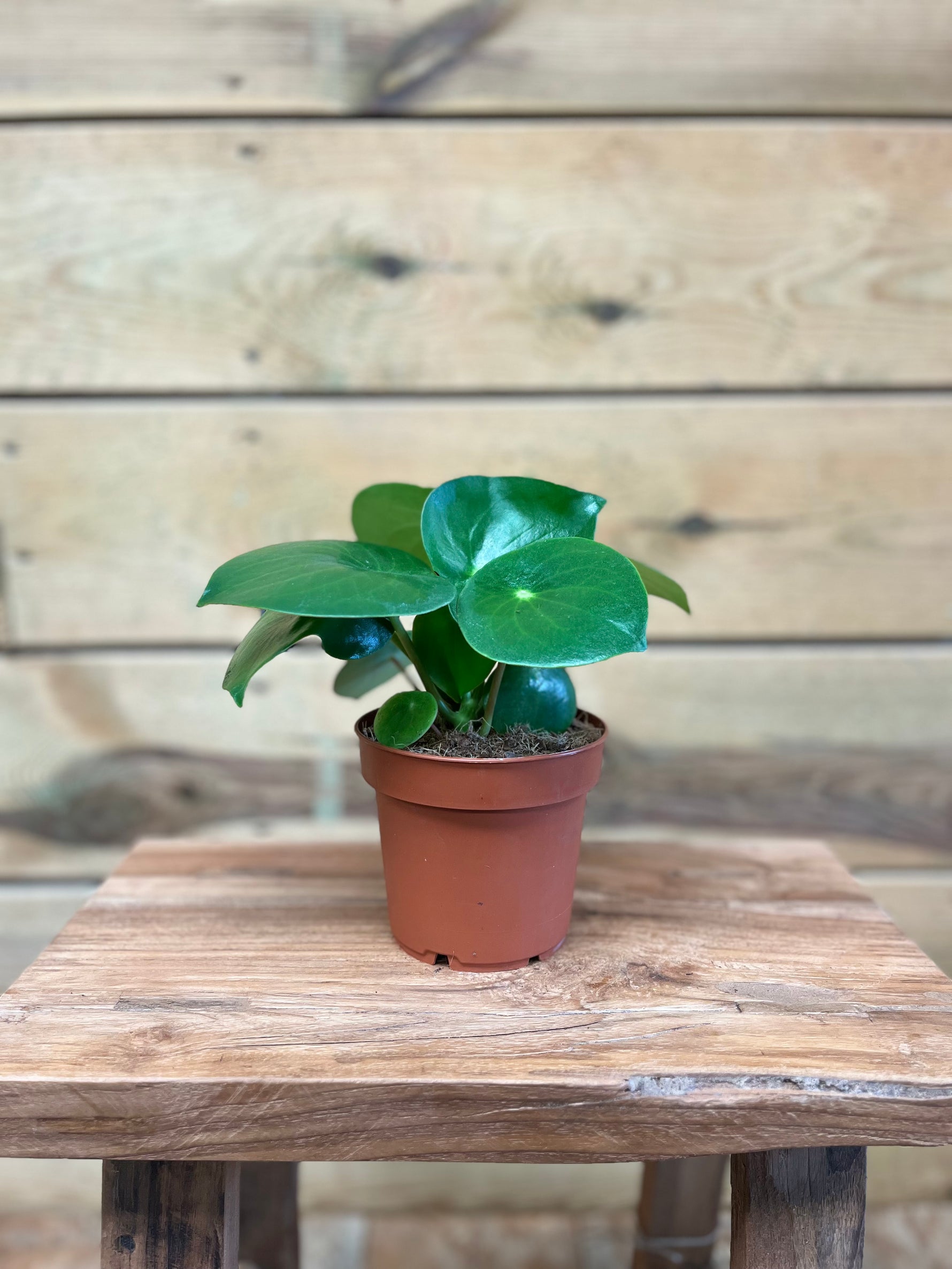 Pannenkoekenplant voorkant