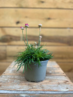 Armeria maritima voorkant