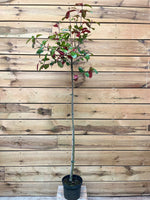 Photinia (Glansmispel) klein